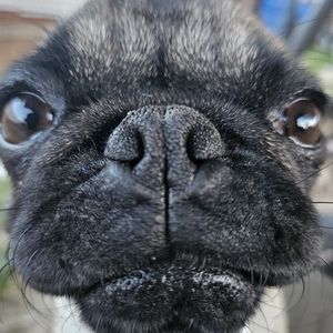 Meet your Posher, Logan